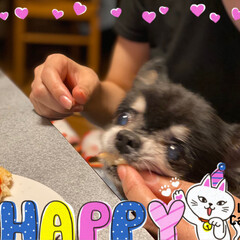 チワワ/誕生日/犬 今日はチョコさんの13歳の誕生日❤️
子…(2枚目)