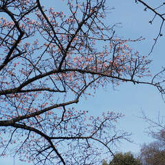 上野公園寒桜/西郷隆盛像/月の松/寛永寺/上野/上野公園 昨日6日、今年初めての夫のお墓参りに行っ…(2枚目)