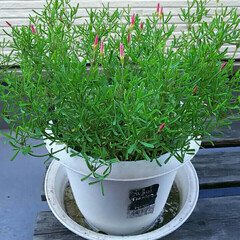 植木鉢/白い花/植物/フォロー大歓迎 今年も可愛い花を咲かせてくれました💛
1…