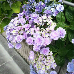 花/ひまわり/季節のお花/フォロー大歓迎/おでかけ 夏の代表の「ひまわり」を撮りました。
1…(4枚目)