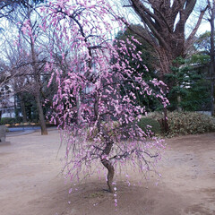 しだれ桜/葵の御紋/上野寛永寺 昨日、所用で出かけた帰りに上野寛永寺で足…