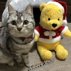 ペット/猫/にゃんこ同好会/クリスマス メリークリスマス！(1枚目)