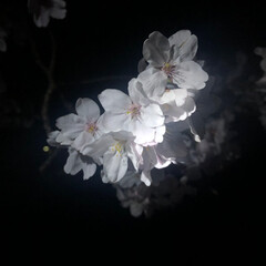 風景/春の一枚 お散歩で夜桜
#春の一枚(1枚目)