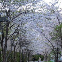 桜/GW/花/春 札幌はGW前半が桜満開でした。そろそろ散…(1枚目)