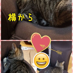 爆睡/愛猫/ペット お気に入りの座椅子で今日も爆睡💣💤のライ…(1枚目)