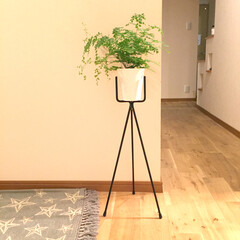 鉢スタンド/アジアンタム/観葉植物/リフォーム 最近購入した鉢スタンド。
どこに置いても…(1枚目)