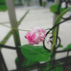 ピンクのお花/お花のある暮らし/かわいいお花/アサガオ/令和の一枚/はじめてフォト投稿/... とってもキュート♡な朝顔のつぼみちゃん(…(2枚目)