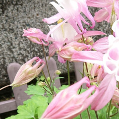可愛い/キレイ/ピンクの花/ガーデニング/庭/オダマキ/... オダマキが綺麗に咲きました(2枚目)