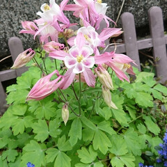 可愛い/キレイ/ピンクの花/ガーデニング/庭/オダマキ/... オダマキが綺麗に咲きました(1枚目)