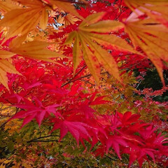 秋/風景 週末は初の東北新幹線にのって長野へ旅行に…(1枚目)