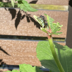 庭/ドロバチ/ハチ/家庭菜園/オクラ オクラの葉っぱが虫に食べられてボロボロに…(3枚目)