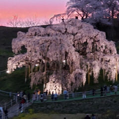 ライトアップ/夜桜/桜/平成最後の一枚 平成最後のお花見です☆
福島県　三春の滝…(2枚目)