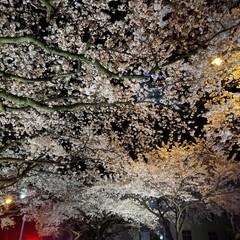 桜/ライトアップ/夜桜/平成最後の一枚 茨城県日立駅周辺の夜桜です(*^^*)少…(2枚目)