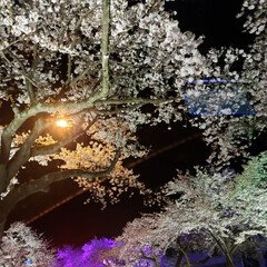 桜/ライトアップ/夜桜/平成最後の一枚 茨城県日立駅周辺の夜桜です(*^^*)少…(1枚目)