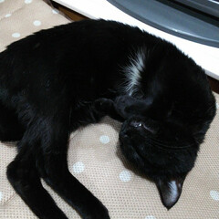 猫/おやすみショット 保護猫ホセ君、すっかり馴染んでストーブの…(1枚目)
