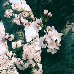 花見/桜 今日も晴れて桜🌸がほぼ満開でした。
大木…