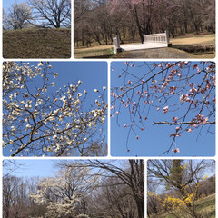 GW/LIMIAおでかけ部/おでかけ 5月4日
晴れ🔆🔅
暖かくなって桜もチラ…(5枚目)