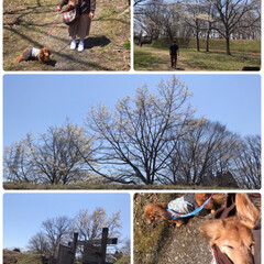 GW/LIMIAおでかけ部/おでかけ 5月4日
晴れ🔆🔅
暖かくなって桜もチラ…(4枚目)