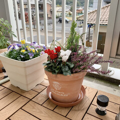 植え替え/ポトス/スパティフィラム/ガーデンシクラメン/カルーナ　ガーデンガールズ/コニファー/... やっと夏のお花を片付けて、新しいお花を植…(2枚目)