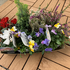 植え替え/ポトス/スパティフィラム/ガーデンシクラメン/カルーナ　ガーデンガールズ/コニファー/... やっと夏のお花を片付けて、新しいお花を植…(1枚目)