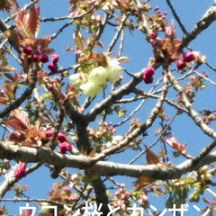 春のフォト投稿キャンペーン/おでかけ/風景/おでかけワンショット 近所の公園にて。
最初は花弁が黄色くて、…(2枚目)