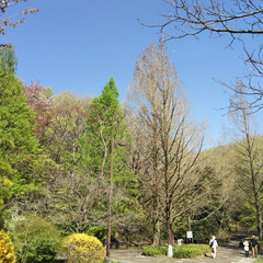 春のフォト投稿キャンペーン/おでかけ/風景/おでかけワンショット 近所の公園にて。
最初は花弁が黄色くて、…(3枚目)