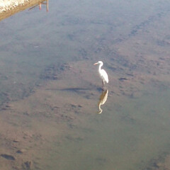 あけおめ/冬/おでかけ/風景 多摩川の支流の川に良く白鷺がいます。日向…(2枚目)
