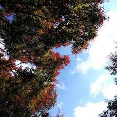 紅葉/シダーローズ/風景 お天気よいので、近くの都立公園にお散歩行…(4枚目)
