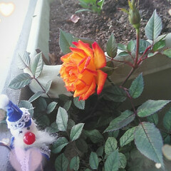 ミニ薔薇/ベランダガーデニング ベランダのミニ薔薇です。
オレンジの色に…(2枚目)