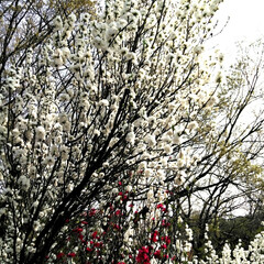 花桃/桜/春のフォト投稿キャンペーン/おでかけ/風景/おでかけワンショット 何だこれ？
橋のたもとにあるあずま屋風の…(3枚目)