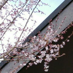 かわさき宙とみどりの科学館/桜 もう、桜が花開いていました💕。
毎月、友…(1枚目)