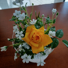 白のネモフィラ/ひまわり/コスモス/我が家のベランダ/黄色の薔薇/ネモフィラスノーストーム 我が家のベランダで、賑やかに咲いてくれた…(1枚目)