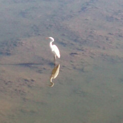 あけおめ/冬/おでかけ/風景 多摩川の支流の川に良く白鷺がいます。日向…(1枚目)