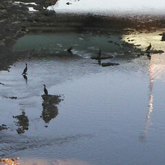 あけおめ/冬/おでかけ/風景 多摩川の支流の川に良く白鷺がいます。日向…(4枚目)
