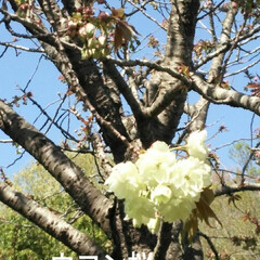 春のフォト投稿キャンペーン/おでかけ/風景/おでかけワンショット 近所の公園にて。
最初は花弁が黄色くて、…(1枚目)