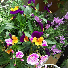 虹の玉/フレンチラベンダー/花かんざし/ペチュニア　Vingt-Cinq-.../ベランダガーデンのお花/暮らし ベランダの花々が元気に育っています。癒や…(2枚目)