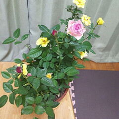 リミアな暮らし 先月寄せ植えのミニ薔薇を買ってきました。…(4枚目)