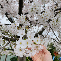 桜/お花見/息子の桜/満開/春/おうち自慢 実家には息子が生まれた時に植えた桜の木が…(1枚目)