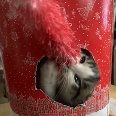 猫/猫穴/ケンタッキー/子猫/暮らし/フォロー大歓迎 クリスマスのケンタッキーの入れ物に

猫…(1枚目)