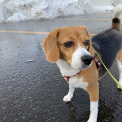 犬/散歩/ビーグル/雪国/暮らし/フォロー大歓迎 昨日は雪が降り積もりまくりました

散歩…(1枚目)