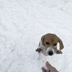 雪遊び/あけおめ/フォロー大歓迎/冬/犬/ペット 雪玉を取るために頑張ってる犬です

でも…(1枚目)