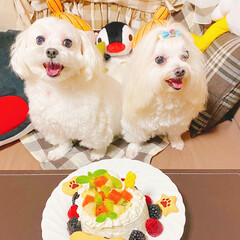 Miffyが投稿したフォト 16日はcocoの8歳のお誕生日でした 毎度お馴染みの犬ケ 08 17 14 21 58 Limia リミア