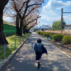 桜/春/もうすぐ1年生 入学式には桜が散ってしまうかもと思い、ひ…(1枚目)