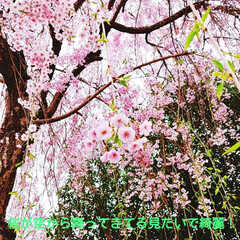 癒される/春の花/公園/垂れ桜/綺麗 来年は、もう見れない桜🌸
綺麗だったなぁ…(1枚目)