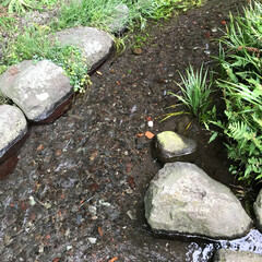 「家の裏にある湧水で、カラーが咲いています…」(6枚目)