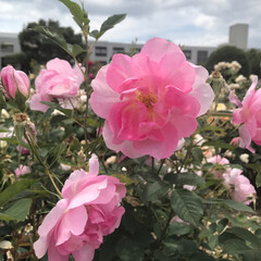 おでかけワンショット 富士市中央公園で、薔薇🌹を見に来ました。(2枚目)