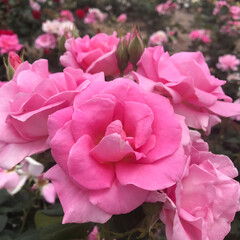 おでかけワンショット 富士市中央公園で、薔薇🌹を見に来ました。(3枚目)
