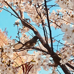 花見/おでかけ 桜の花に誘われて、小鳥達も
はしゃいでる…(1枚目)
