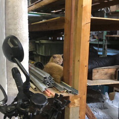 「最近、倉庫に訪問者が……野良猫の茶トラさ…」(1枚目)