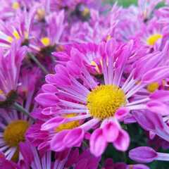 栗豊作/庭の花/植物好き/菊の花/ナチュラル 庭の菊が今盛んです🎵
ピンク色の菊　なん…(3枚目)
